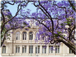 Palacio Sarmiento Pizzurno, a historical landmark framed by the beautiful jacaranda tree, explored on our private, licensed Buenos Aires tours.
